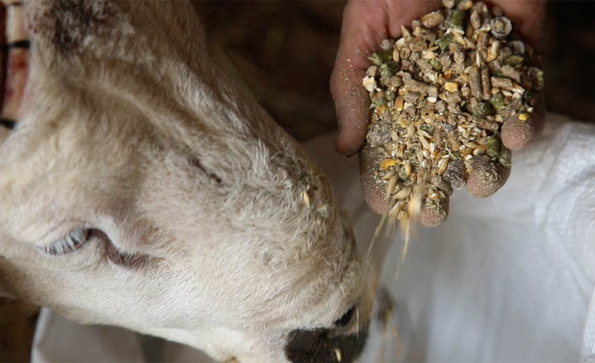 ضبط كمية مهمة من فضلات الدجاج موجهة إلى الأغنام المعدة لعيد الأضحى بمنطقة قطارة التابعة لعمالة مراكش.