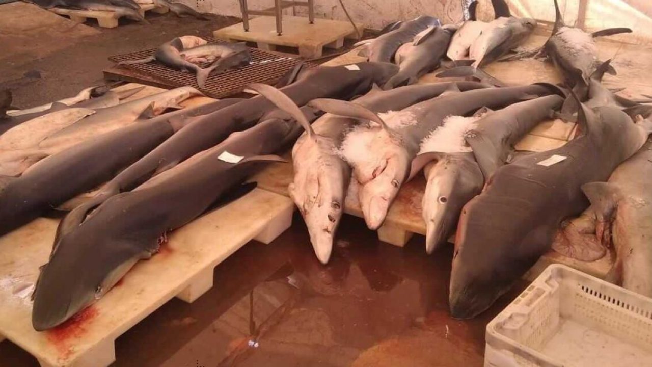 مندوبية الصيد البحري ببوجدور تصدر إعلانا يخص “مش البحر”