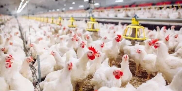 أسعار الدجاج تسجل انخفاضا ملحوظا بالأسواق