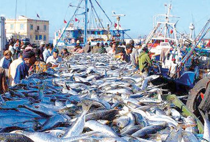 الكميات المفرغة من منتجات الصيد الساحلي والتقليدي على مستوى ميناء طرفاية تسجل انخفاضا بنسبة 31 %