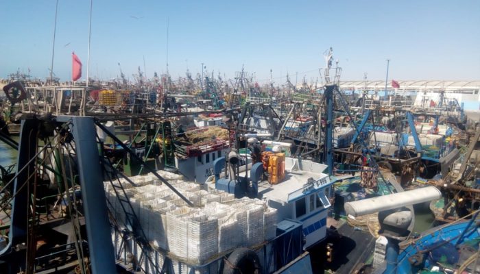  انطلاق الموسم الصيفي لصيد الأخطبوط