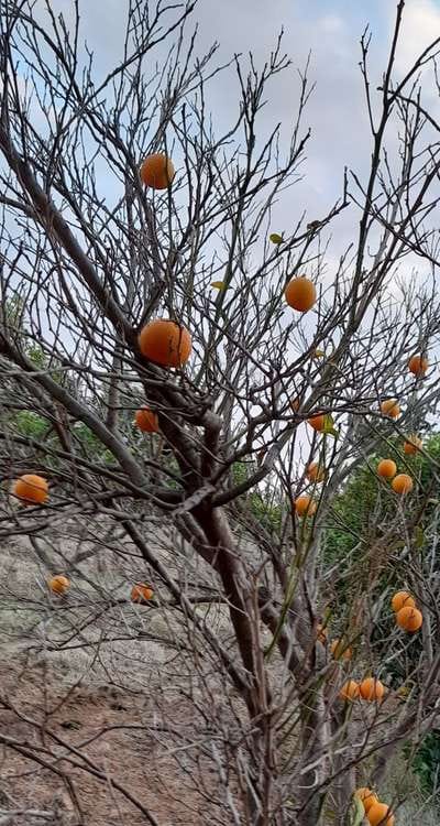 فلاحو بركان يستنجدون بالبرلمانيين والفاعلين الجمعويين بعد تجاهل وزير الفلاحة لمعاناتهم