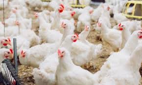 الجمعية الوطنية لمربي دجاج اللحم بالمغرب تتابع بقلق شديد الارتفاع الصاروخي لأسعار بعض المواد المتدخلة في إنتاج دجاج اللحم