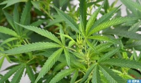 تعبئة قوية للمستفدين من زراعة القنب للانخراط في الاستراتيجية الجديدة التي اعتمدتها المملكة لتقنين الأنشطة المتعلقة بالقنب الهندي