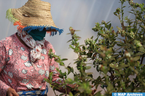 طنجة تحتضن الندوة الدولية حول الفواكه الحمراء في دورتها 33