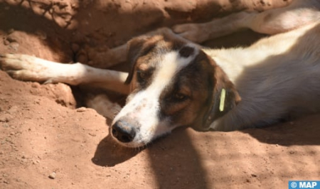 جهود متواصلة لمكافحة ظاهرة الكلاب والقطط الضالة