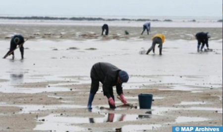 حظر جمع وتسويق منتجات المحار، في المنطقة المصنفة أم الطيور-شويكة بجهة الصوير