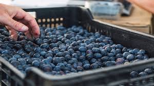 المغرب يسجل رقماً قياسياً جديداً في صادرات التوت الأزر