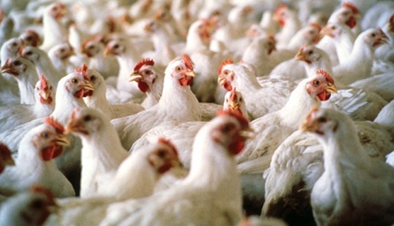 أسعار الدجاج تسجل ارتفاعا تزامنا مع عيد المولد النبوي