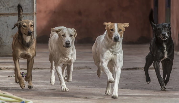 كلاب ضالة تهاجم سيدة خمسينية بمدينة ورزازات