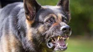 مصرع طفل جراء تعرضه لعضة كلب مسعور بإقليم شيشاوة