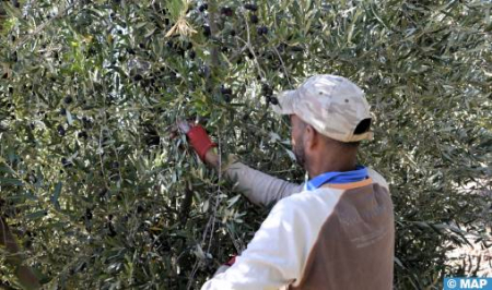  بني ملال ـ خنيفرة.. المعصرات الحديثة تخلق حركية نوعية في سوق الشغل المحلي