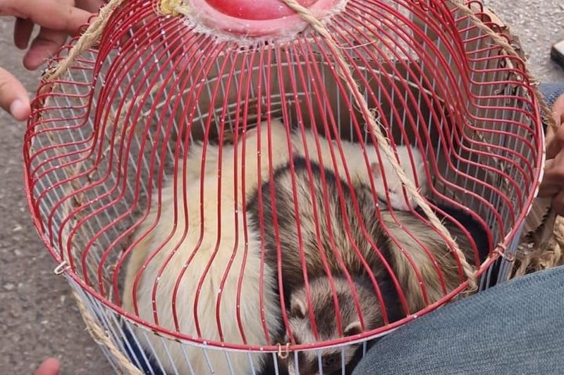 حجز مجموعة من الحيوانات البرية والزواحف التي كانت موجهة للبيع