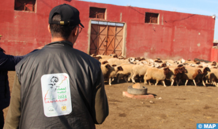  عملية إحصاء قطيع الأغنام والماعز على مستوى جهة طنجة-تطوان-الحسيمة تسير بوتيرة جيدة