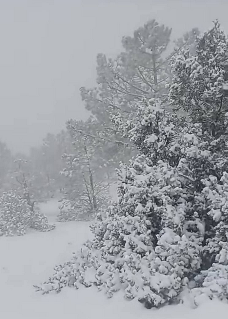 الحسيمة : ثلوج شقران تزين الطبيعة وتستنفر السلطات