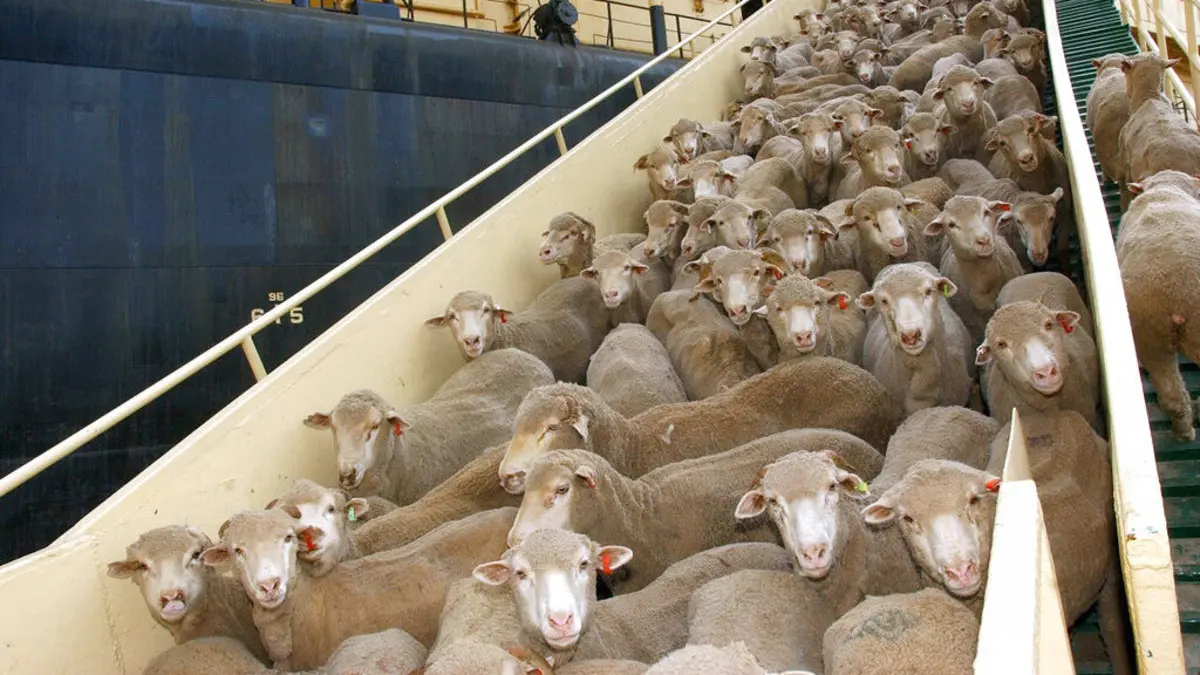 هل سيؤثر استيراد 100 ألف رأس غنم على قدرة المواطن الشرائية في المغرب؟
