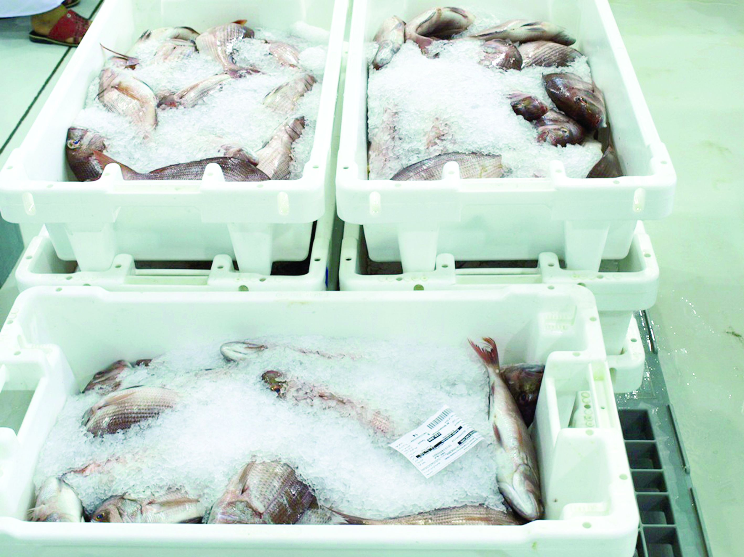 ضبط 300 كيلوغرام من الأسماك الفاسدة داخل محل للمأكولات