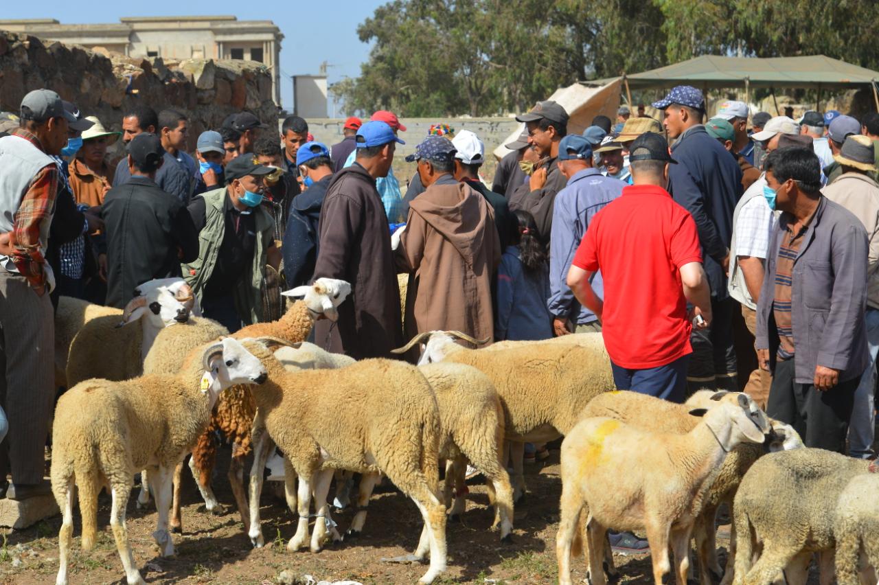 الجمعية المغربية لحماية المستهلك تشيد بقرار الملك محمد السادس بإلغاء الذبح في شعيرة عيد الأضحى لحماية الاقتصاد الوطني