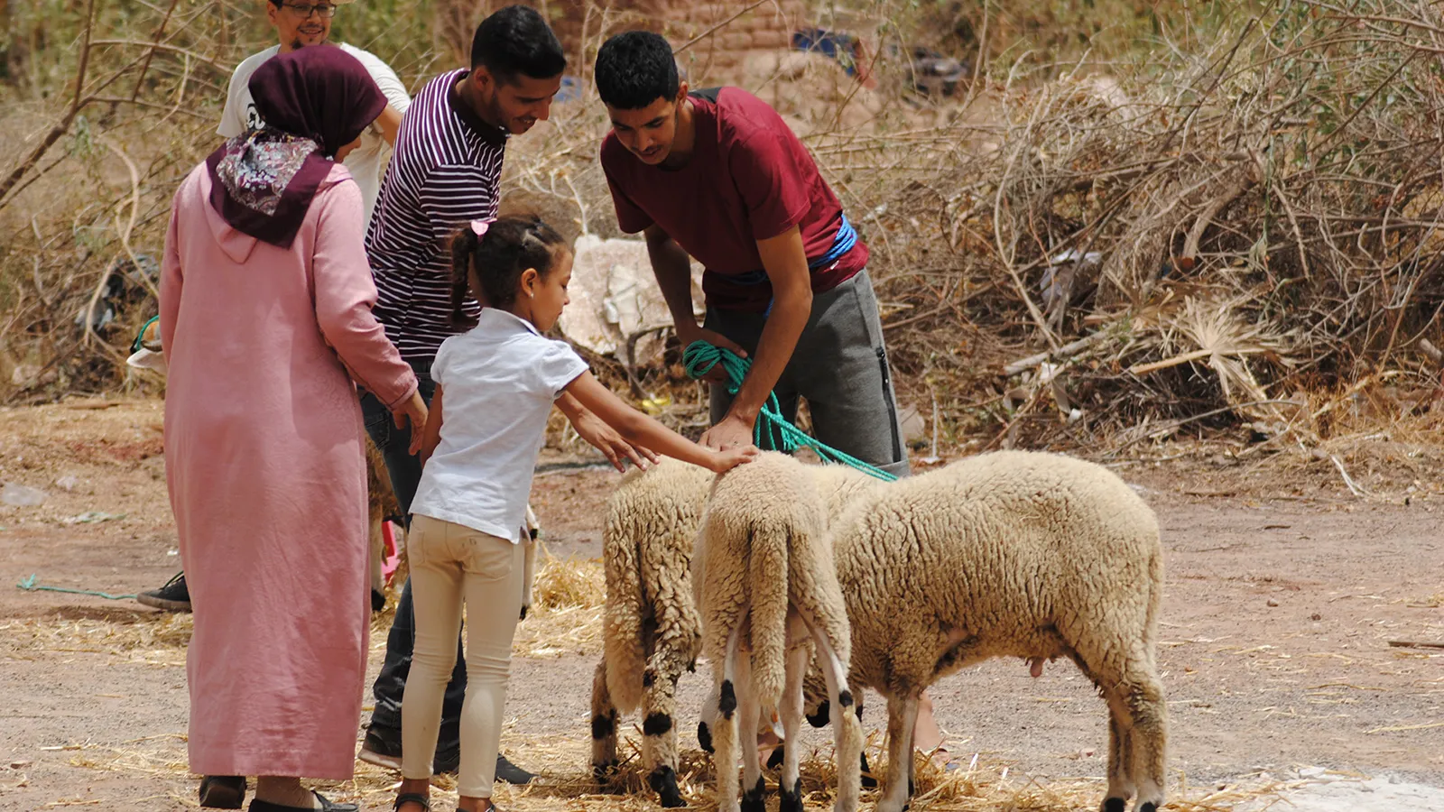 أزمة الماشية في المغرب تهدد عيد الأضحى.. هل ترتفع الأسعار؟