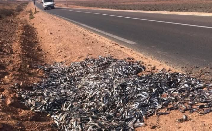 فضيحة التخلص العشوائي من سمك السردين في سيدي إفني تُثير جدلاً حول الأسعار