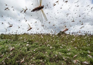 أسراب الجراد تهدد محاصيل المغرب.. والسلطات تستنفر لمكافحتها