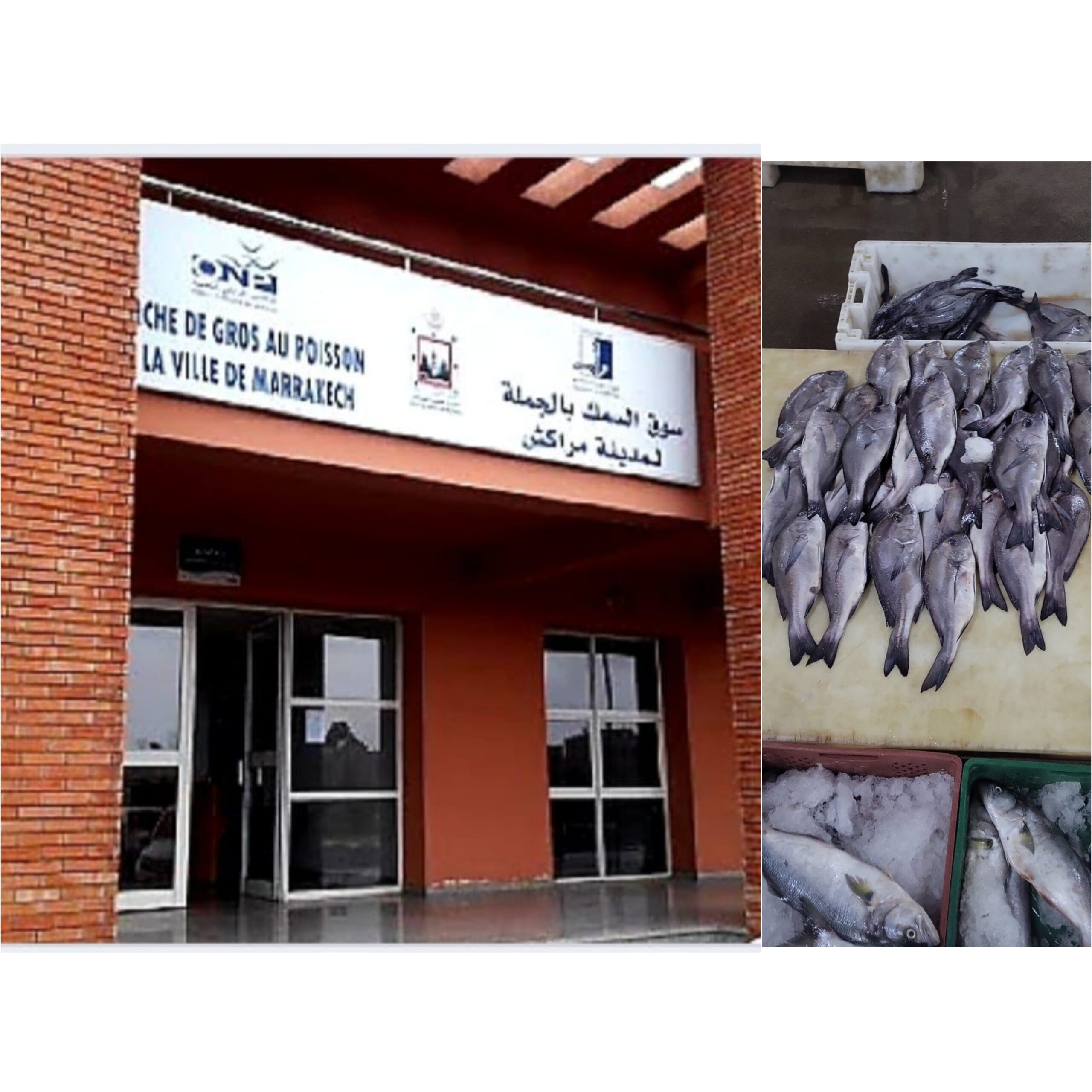 اختلالات سوق الأسماك .. حقوقيون يطالبون بالتحقيق والتدخل العاجل