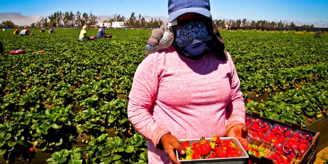 هل تحظى العاملات المغربيات في حقول الفراولة الإسبانية بالحماية والحقوق الكاملة ؟