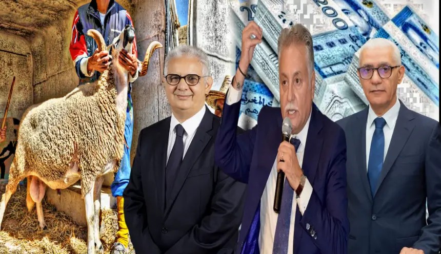 جدل دعم استيراد الأغنام: أرقام متضاربة وتوضيحات حكومية