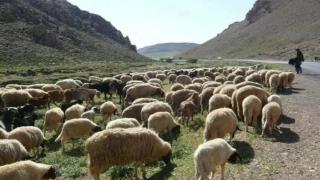 دعم غير مسبوق لقطاع الماشية: 756 ألف مربٍ يستفيدون من برنامج ملكي بقيمة ضخمة