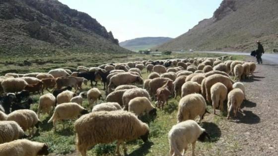 دعم غير مسبوق لقطاع الماشية: 756 ألف مربٍ يستفيدون من برنامج ملكي بقيمة ضخمة